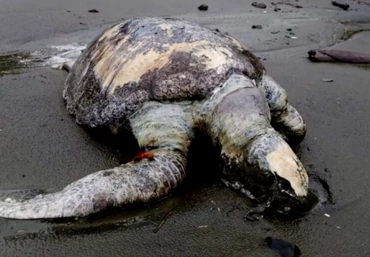 Mortandad de tortugas verde y lora en el Pacífico panameño. Foto: EFE