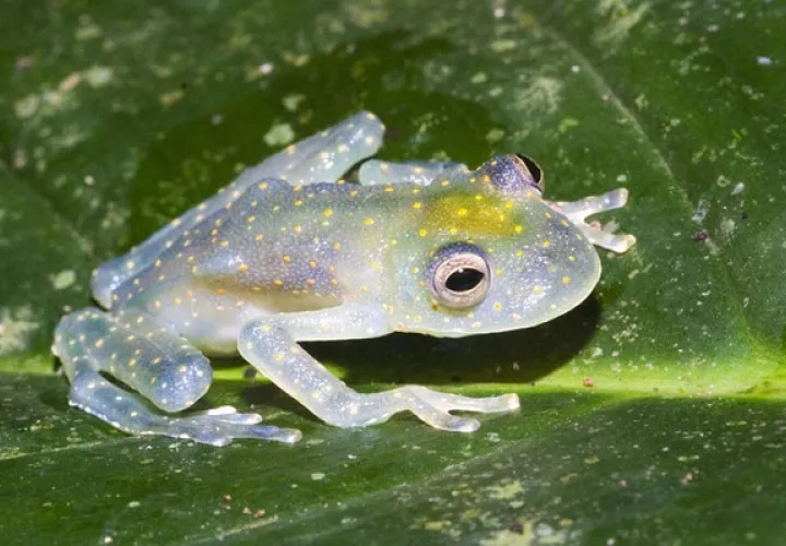 Las ranas de cristal tienen una alta demanda en el mercado internacional .  Foto: