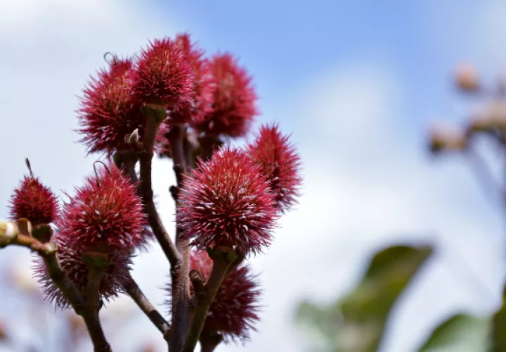El achiote se utiliza como colorante en la producción de alimentos. Foto: Ilustrativa / Pixabay