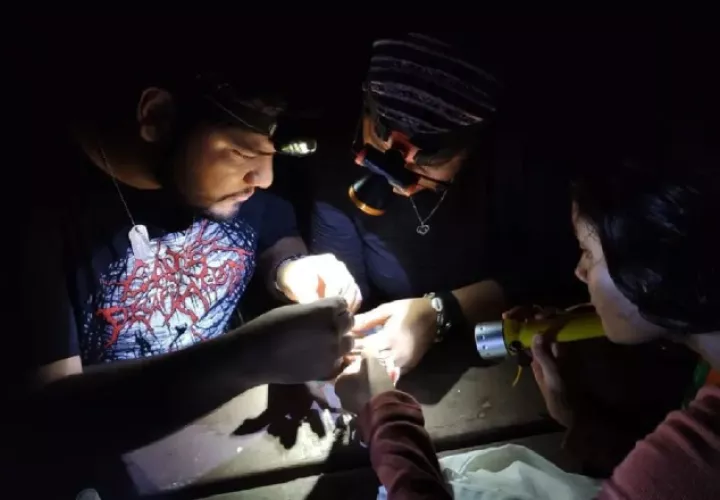 Durante las giras nocturnas, investigadores y participantes pueden apreciar la actividad de la fauna  con este tipo de hábitos.