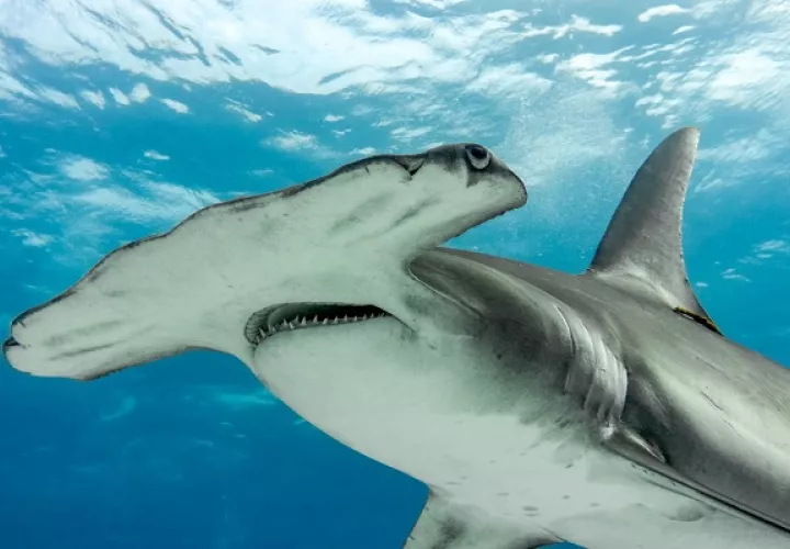La CITES busca proteger a los tiburones. Foto: MiAmbiente