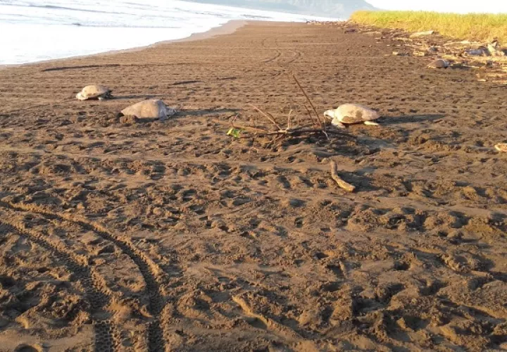 Más 4, 000 tortugas marinas desovan Isla Cañas. Foto: MiAmbiente