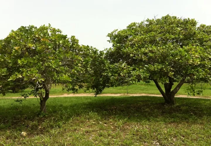 Los árboles requieren poda para que su copa densa  no frene la entrada de los rayos solares. Foto: Cortesía Melvin Jaén