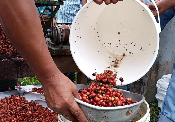 Se ha optado optar por la comercialización de café ya procesado y bajo una marca. Foto: Eric A. Montenegro