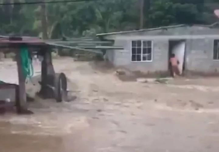 La fuerza de agua derribó varios árboles, además de arrastrar rocas.