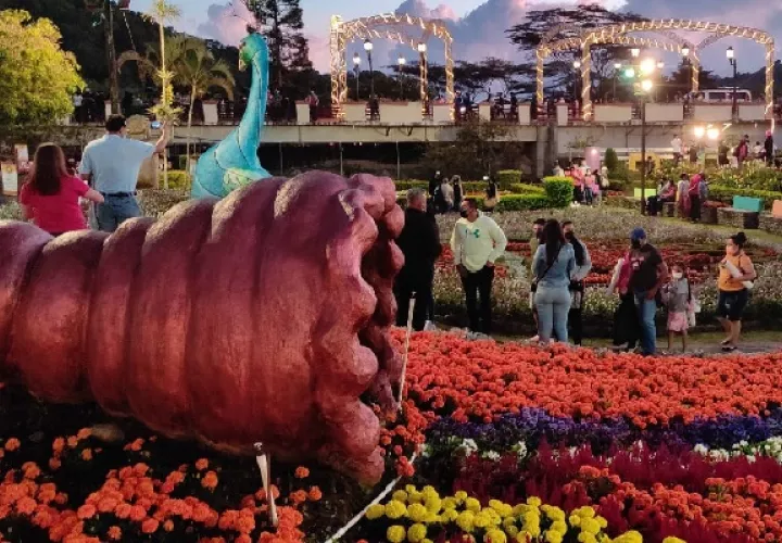 Los jardines están preparados por las expertas manos de los trabajadores del campo, para que estén en plena floración para la fecha de la feria. Foto Cortesía