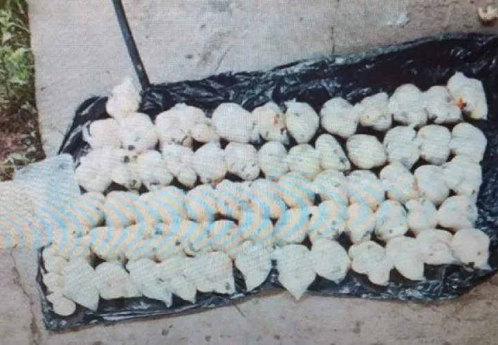 Al detenido se la incautaron 528 huevos de tortuga marina de la especie lora. Foto: Thays Domínguez