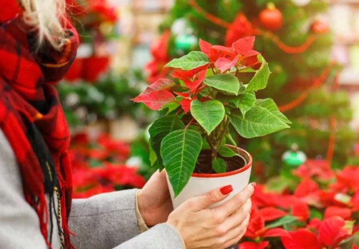 Estados Unidos, Francia, Holanda, Alemania e Italia reportan el mayor número de patentes de cultivares comerciales de nochebuena. Foto: Cortesía UAG
