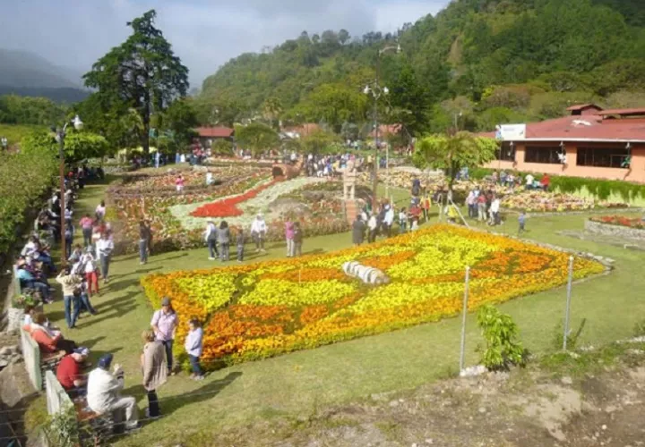 Los jardines estarán en completa floración para el 12 de enero, Foto: Mayra Madrid