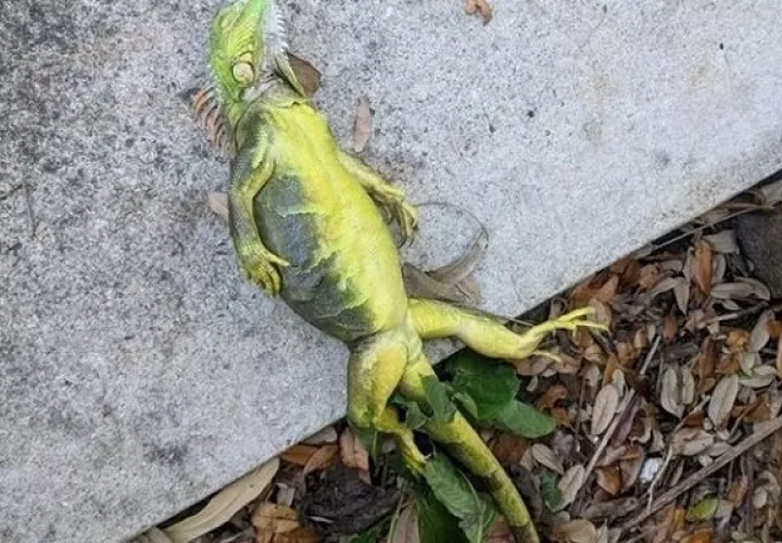 Las iguanas congeladas caen de los árboles en Florida.