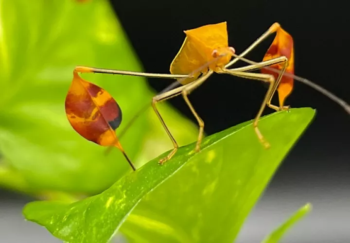 El tamaño de las banderas no cambió según el sexo del insecto, reveló el estudio. Foto: STRI