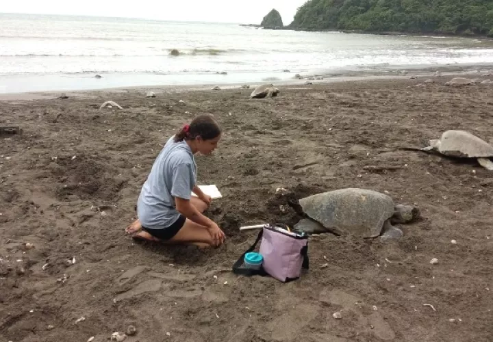 Se realizan valiosos estudios sobre conservación y protección de la tortuga marina de la provincia de Los Santos. Foto. Thays Domínguez