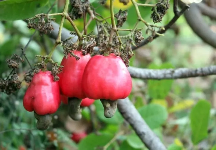 El fruto y pseudofruto del marañón son aprovechados. 