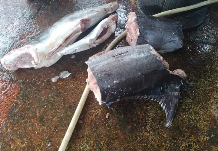 Parte de los peces decomisados. Archivo