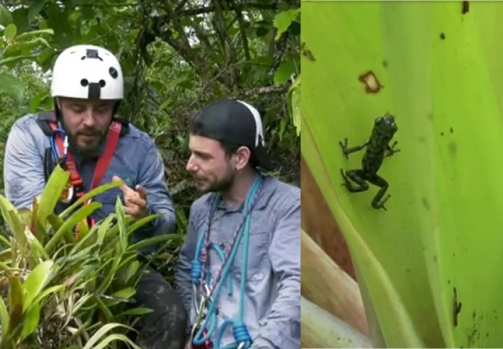 La Oophaga vicentei junto a los investigadores españoles. 