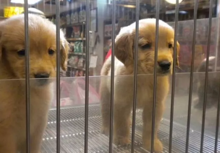 Los perros, gatos y conejos de Nueva York merecen un hogar amoroso y un trato humano, asegura la defensora de la ley.