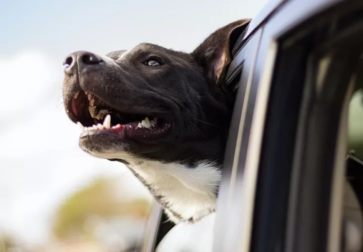 Los perros dan señales si les gusta viajar largar distancias. Foto: Cortesía