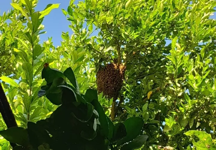 En esta región del país, con la llegada de la estación seca, se han dado varios ataques de estas abejas. Foto. Melquíades Vásquez