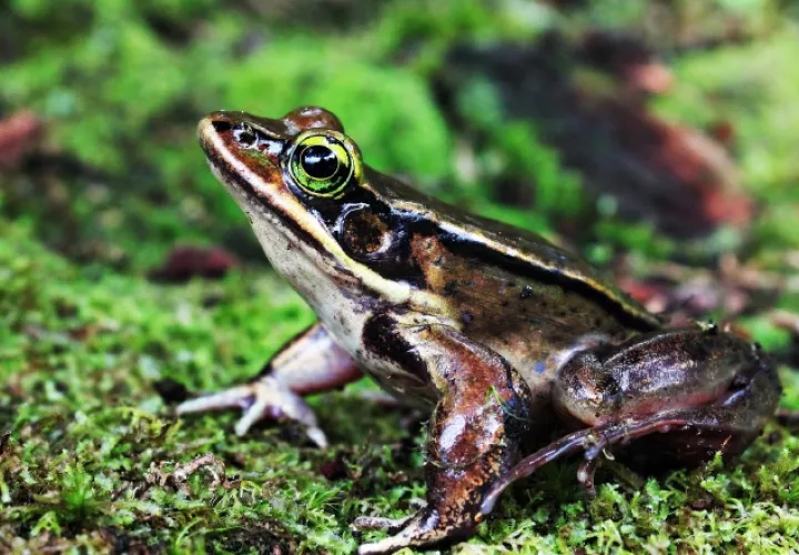 La rana vibicaria forma parte de las especies que están en peligro de extinción. Smithsonian