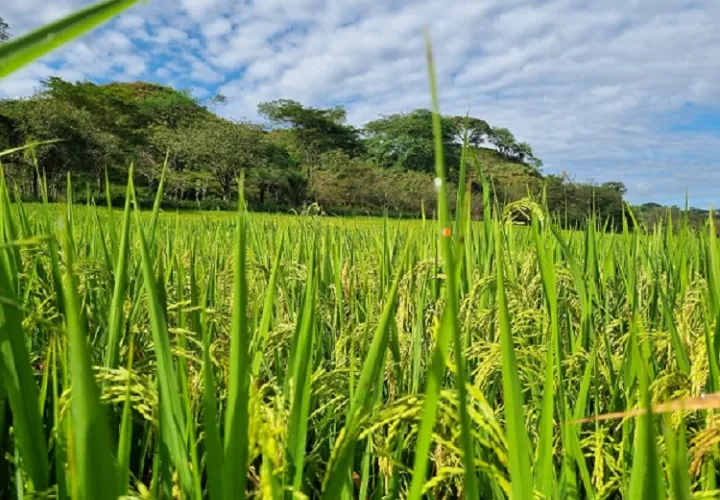 Consternación hay entre arroceros, industriales y funcionarios públicos por  la demanda interpuesta. Foto: Melquiades Vásquez,