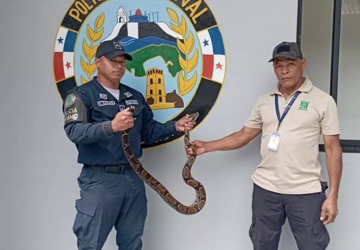 El ofidio se encontraba en custodia de agentes de la Policía Nacional en la calle primera de la ciudad de Colón. Foto Cortesía