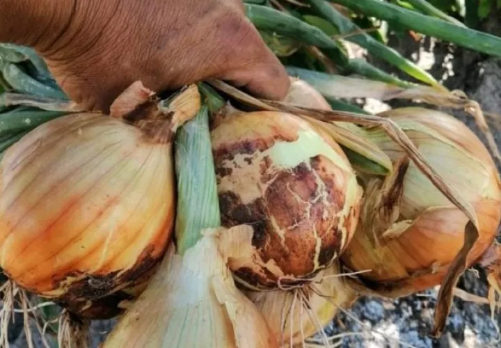 La cebolla es un ingrediente clave en muchos de los platos preparados por los panameños. Mida