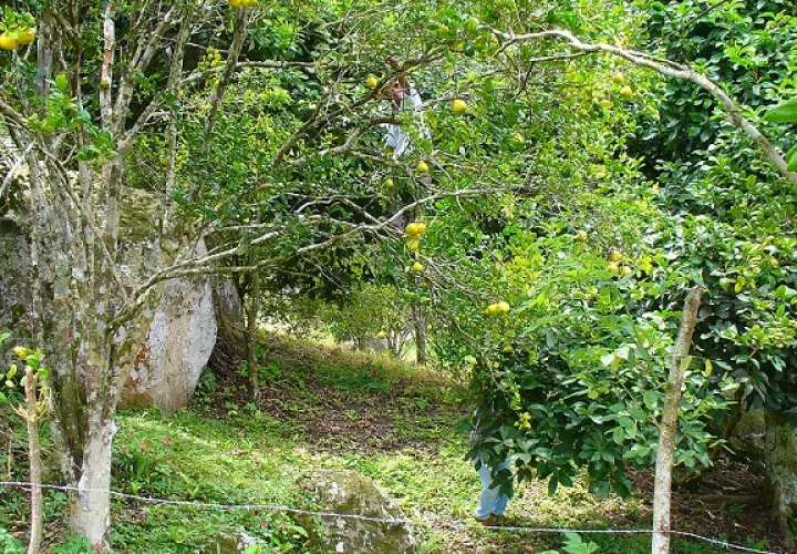  Se identificó al agente causal como Candidatus Liberibacter asiaticus. Foto: Eric A. Montenegro