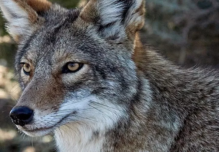 Los coyotes son muy ágiles, llegando a alcanzar una velocidad de 65 kmh.