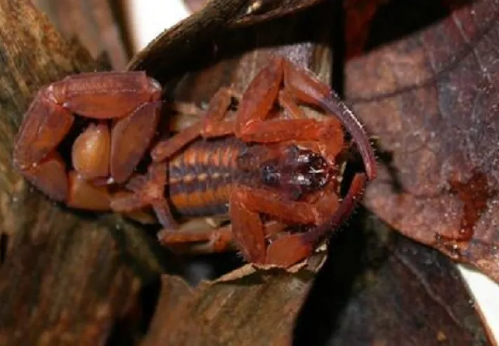 El  escorpión Tityus cerroazul  es altamente tóxico.