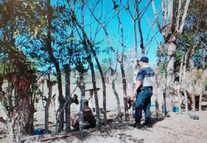 Unidades de hurto pecuario de la DIJ realiza constantes operativos en fincas ganaderas. Foto: Thays Domínguez