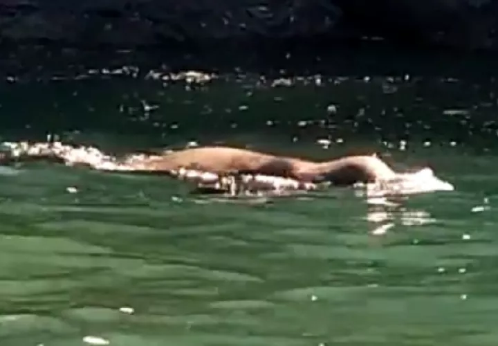 “Estos lobos marinos no son de esta área, son de otras latitudes del mundo, entre ellas, Islas Galápagos”, explicó, Carlos Saldaña, jefe del PNMGCh. Foto. MiAmbiente