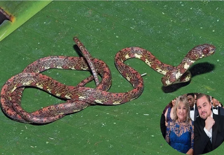 La  S. irmelindicaprioae retratada en Puerto Indio, Darién. Foto: Zookeys