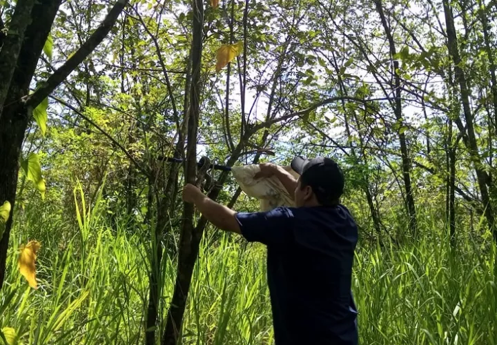 Tras su revisión fue liberada en una zona boscosa que garantiza su supervivencia. Foto: Mayra Madrid