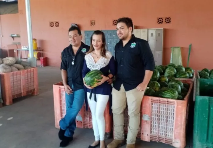La temporada de exportación ya comenzó en Panamá. Foto: Mida