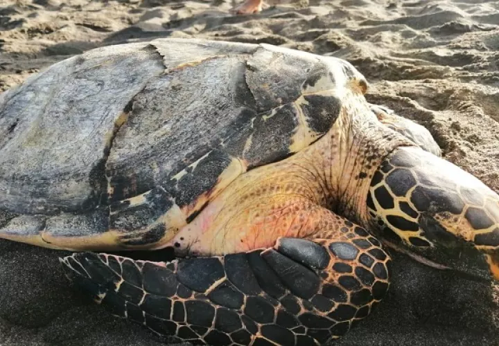 La tortuga Carey está en peligro crítico de extinción. Foto: MiAmbiente