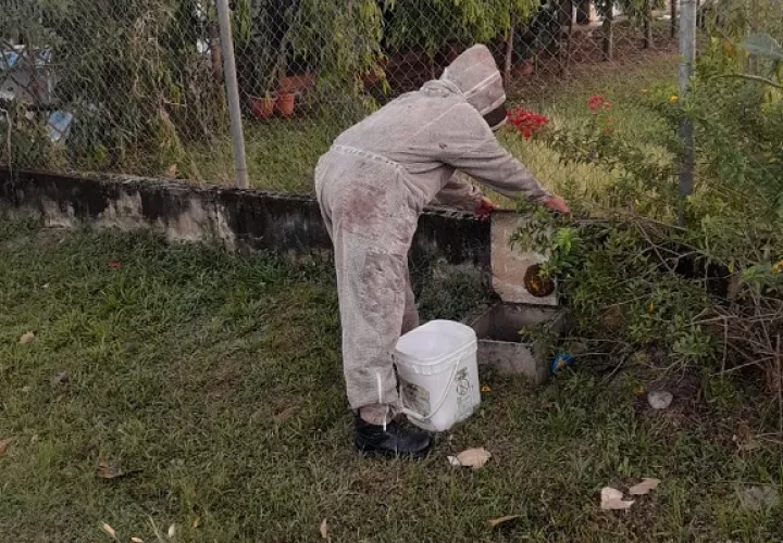 Las abejas atacan cuando detectan una amenaza hacia la reina madre. Foto: Bomberos