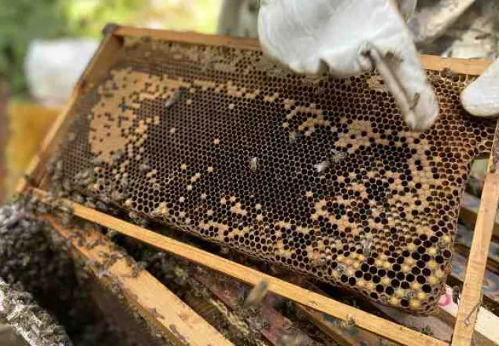 El mejoramiento genético es importante debido a que la mayoría de los apiarios en Panamá utilizan abejas africanizadas. IDIAP