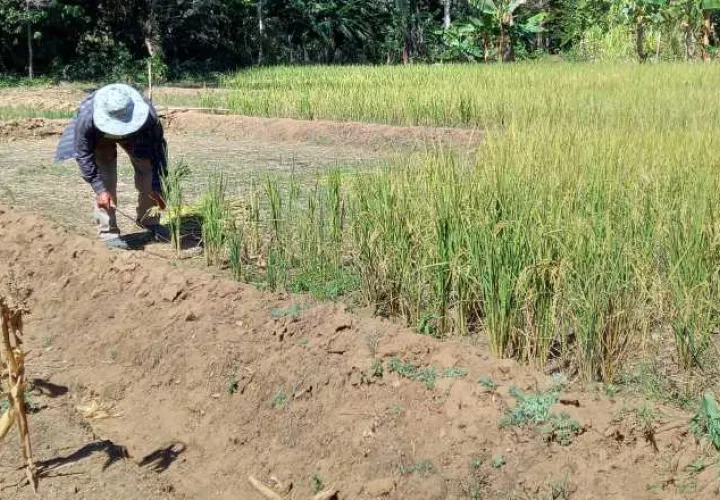 Según boletines del Mida, hasta septiembre de 2022, se habían sembrado 76 mil hectáreas de arroz. Foto: Archivo
