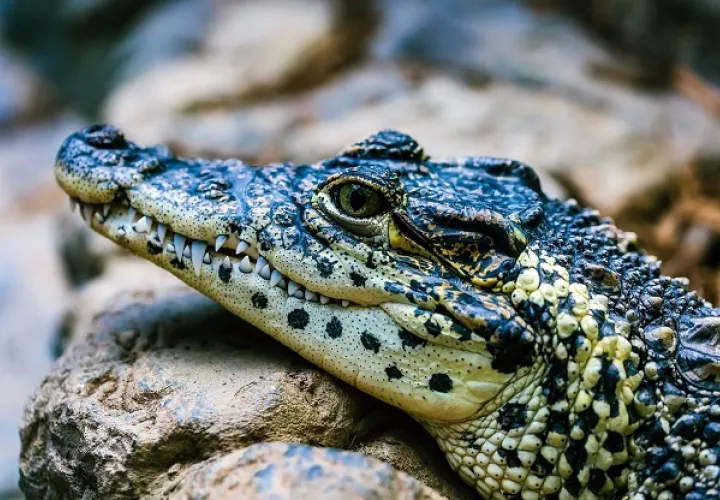Un promedio de ocho mordeduras de caimán por año requieren atención médica en Florida. Foto ilustrativa