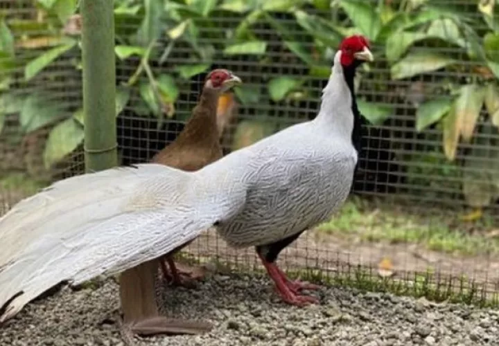 Siete de ellos son faisanes plateados. Foto: @nisperozoo
