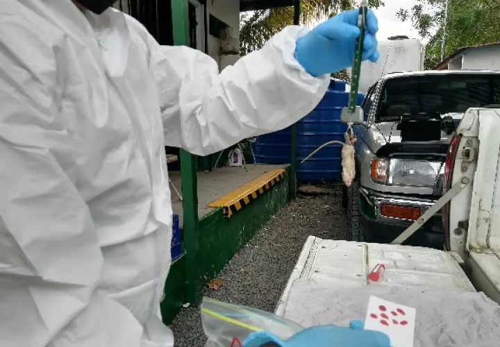 Se trata del segundo caso de hantavirus en la provincia de Herrera, luego que en el mes de enero se confirmara un contagio también en el distrito de Chitré. Foto. Archivo