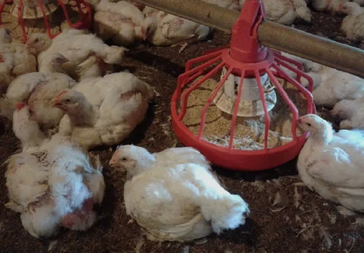 Esta prohibición se hace necesaria considerando que la provincia de Panamá Oeste concentra el 62% de la producción comercial y de traspatio de aves y huevos, dijo la funcionaria. Foto. Archivo