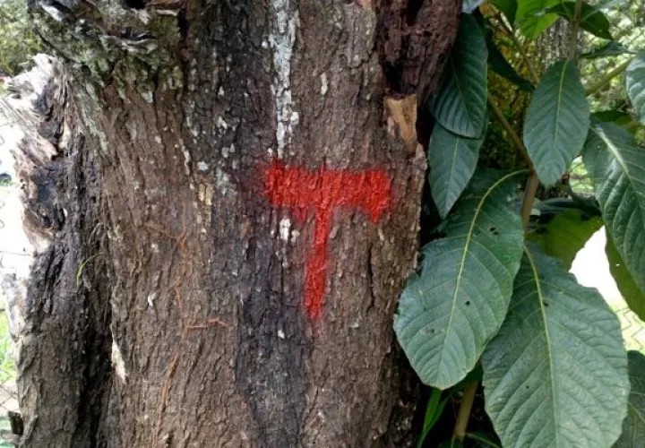 Ministerio de Ambiente ofrece guía para la solicitud de permisos para la poda y corte árboles. Foto: Cortesía