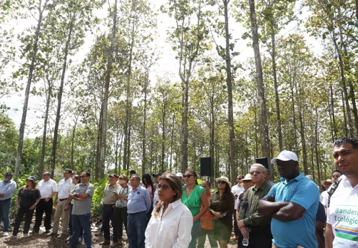 El aserradero panameño se convierte en la primera empresa en vender productos semiprocesados a nivel industrial. Foto: Senacyt