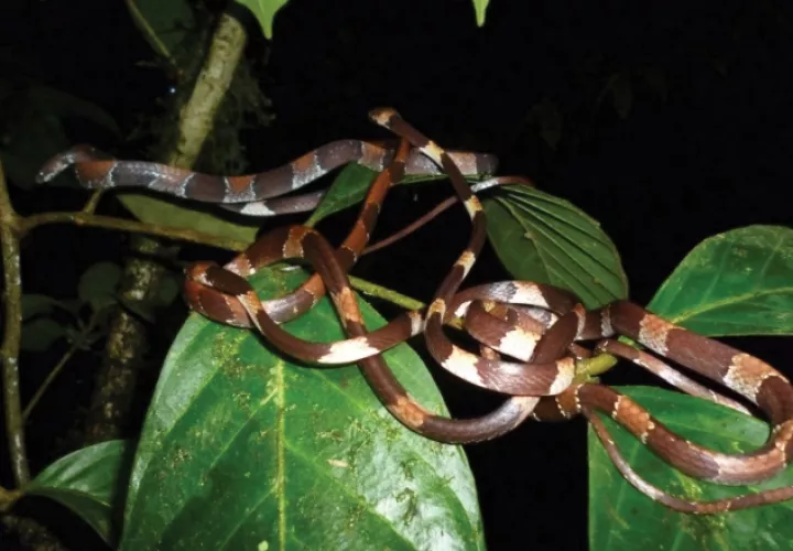 Los investigadores observaron una noche, a cuatro diferentes Dipsas aparatiritos o caracoleras escondidas  entrelazadas en una sola rama.