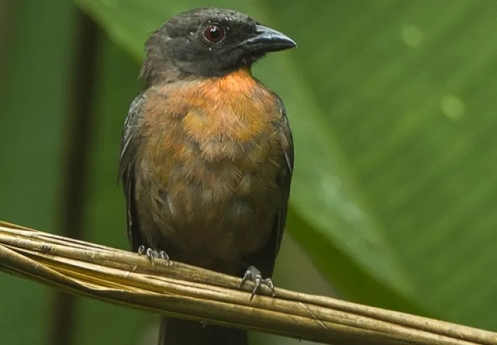 Ya se conocía que el ave habitaba en el oriente de Costa Rica. Foto: F. Veronesi 