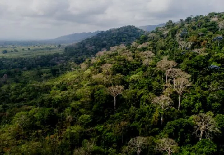 Panamá celebra el Día Internacional de los Bosques. Foto: Cortesía