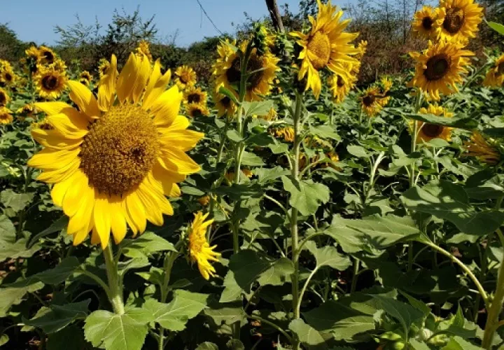 El recorrido por este campo estará acompañado por una brisa que te relaja. Foto: Fanny Arias
