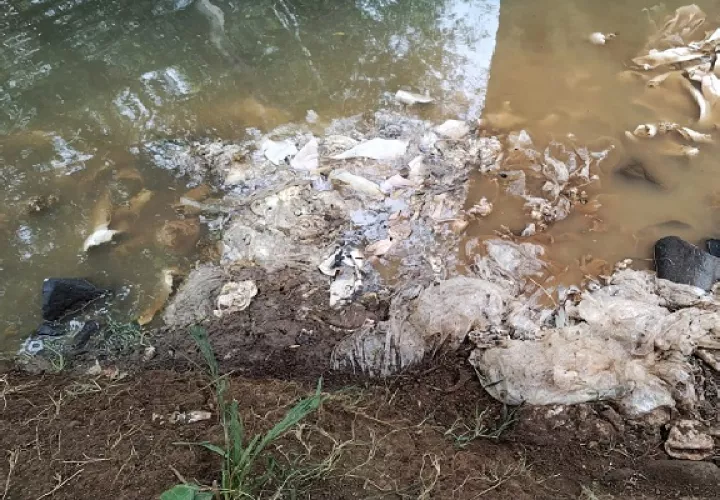 Las vísceras y extremidades de los cerdos se encontraban en bolsas, algunas de las cuales habían sido rasgadas por aves de rapiña. Foto. Eric Montenegro