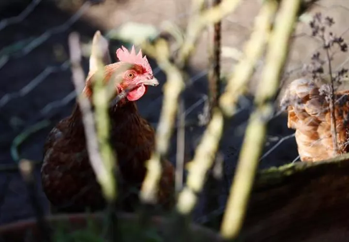 Los animales afectados fueron diez, según informaron autoridades uruguayas. EFE